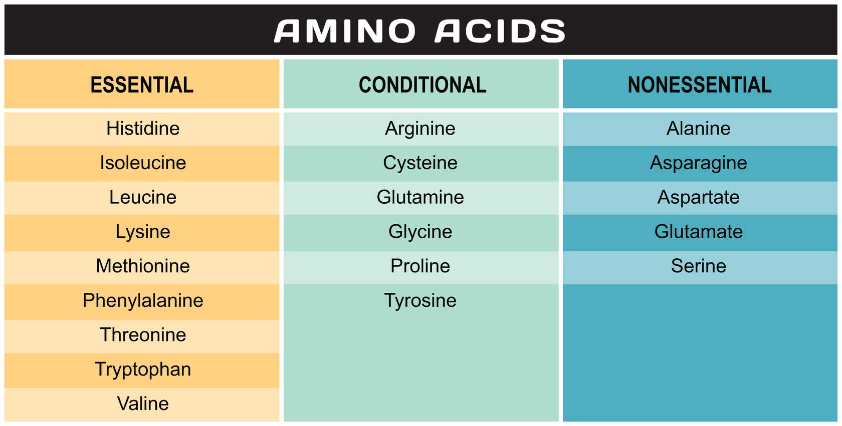 © LUPC  Above is a list of the amino acids. The far-left column contains the essential amino acids. The middle column contains the conditionally nonessential amino acids. The far-right column contains the nonessential amino acids. Note that arginine is in the conditionally nonessential category here. For adolescents, arginine is essential; arginine is not essential for adults.