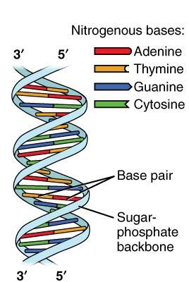 DNA