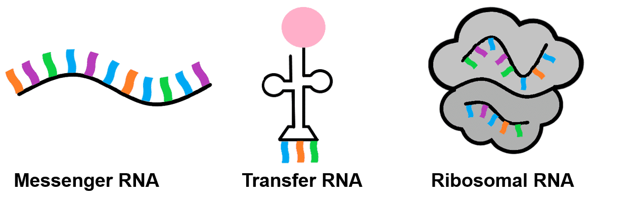 Types of RNA
