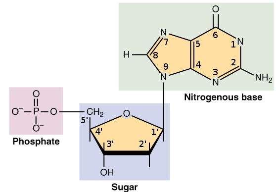 0322_DNA_Nucleotides_Numbered_nucleotide.jpg