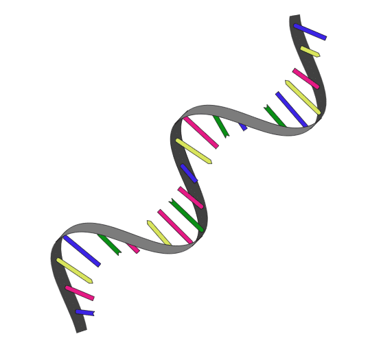 RNA